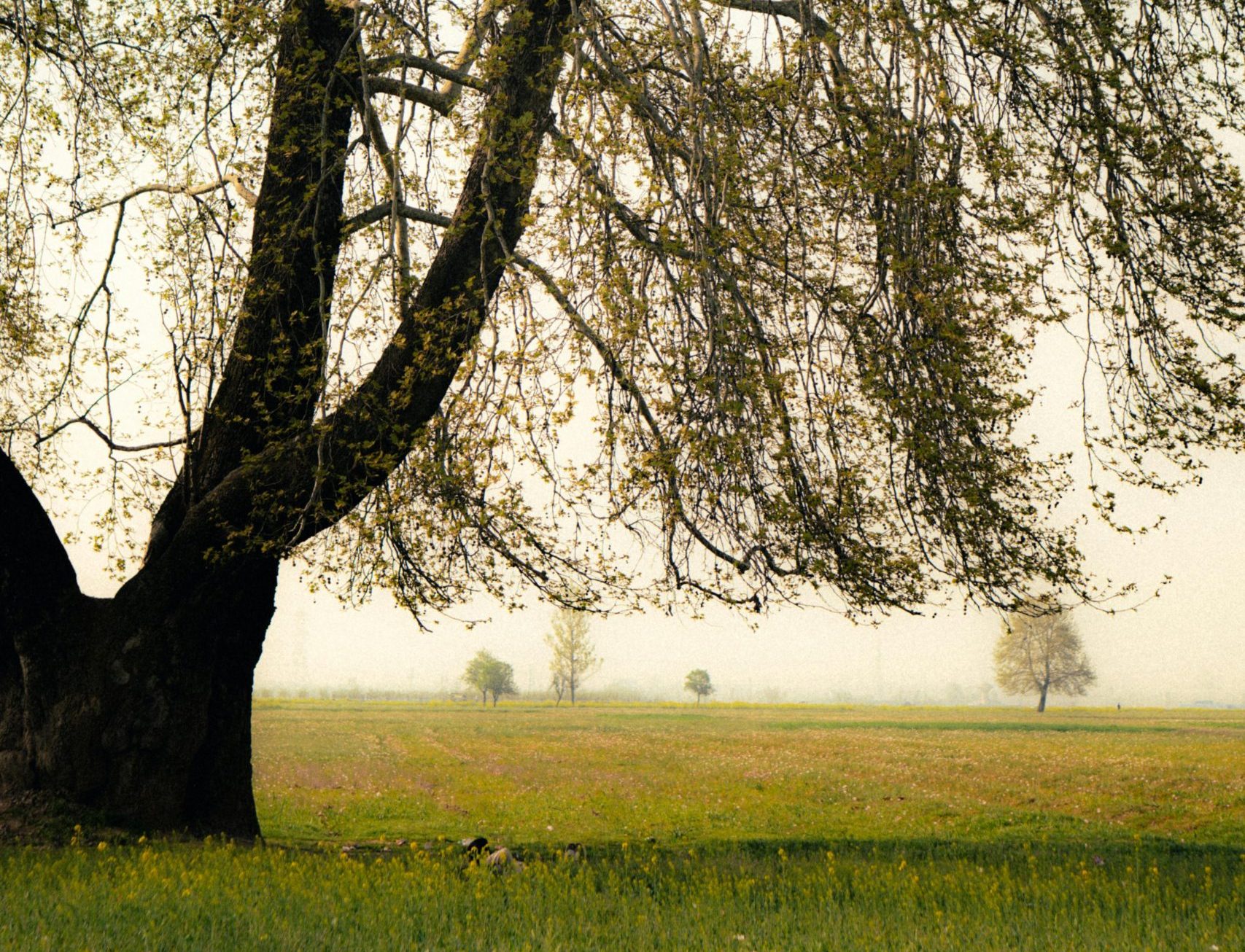 5 Proven Ways Saffron Capsules Can Help Reduce Stress Naturally