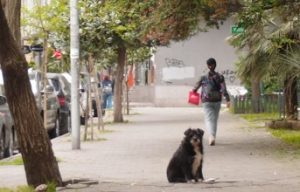 5 Top Dog Treadmills for Your Pup's Indoor Workouts